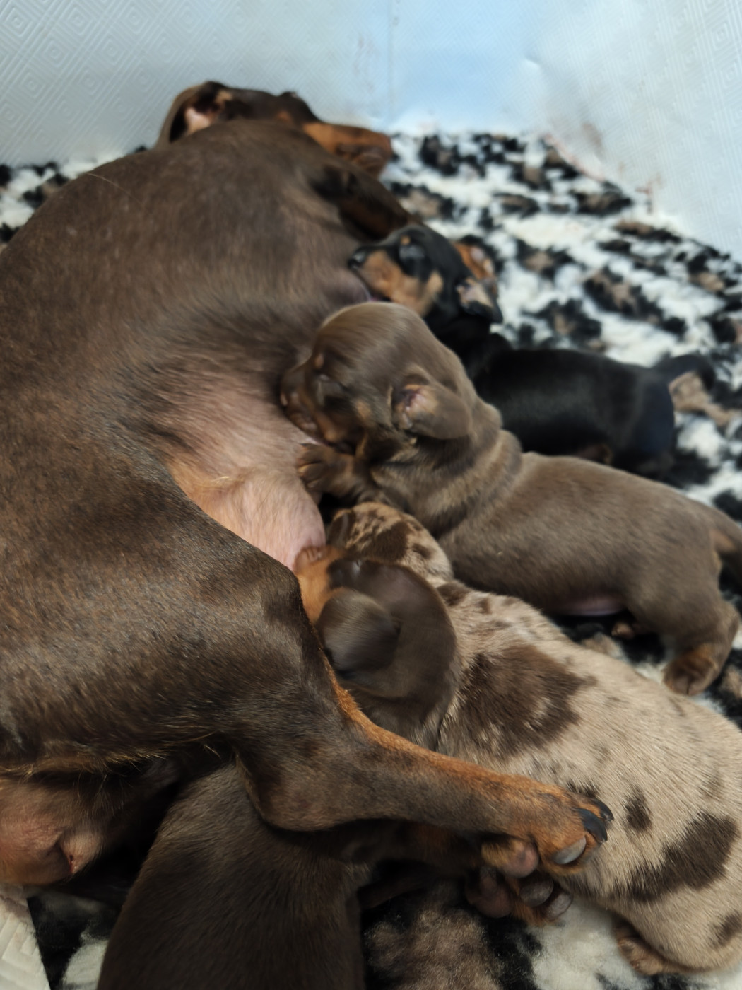 Chiot Teckel poil ras D'Hashohestia