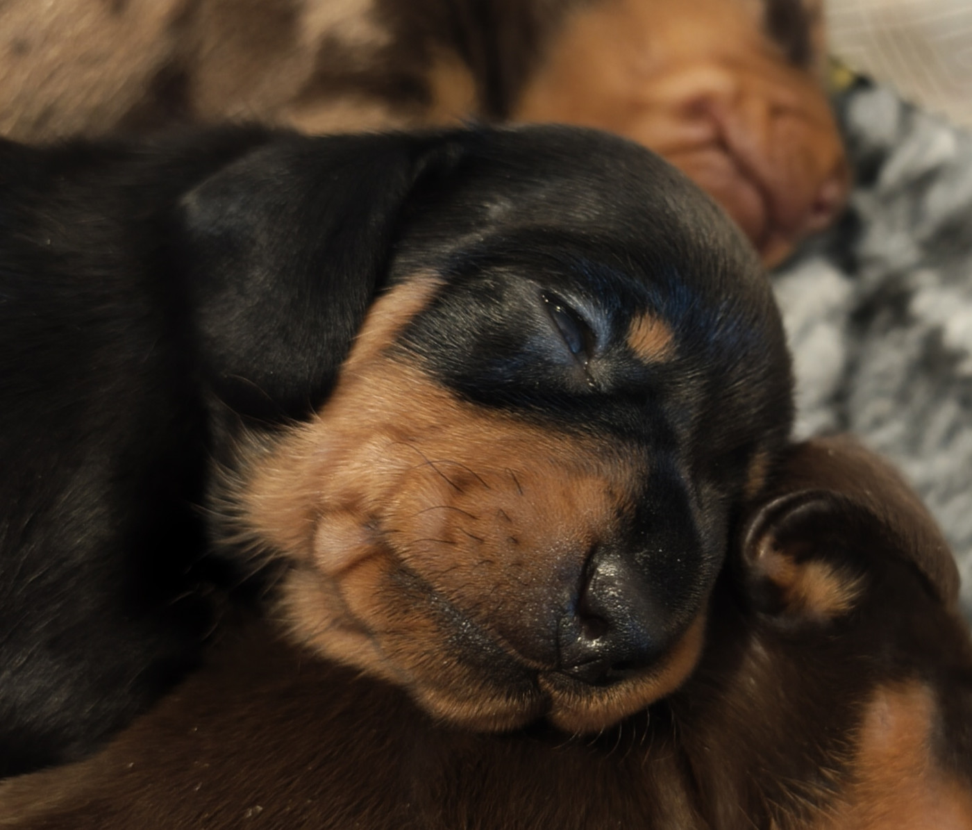 D'Hashohestia - Chiots disponibles - Teckel poil ras