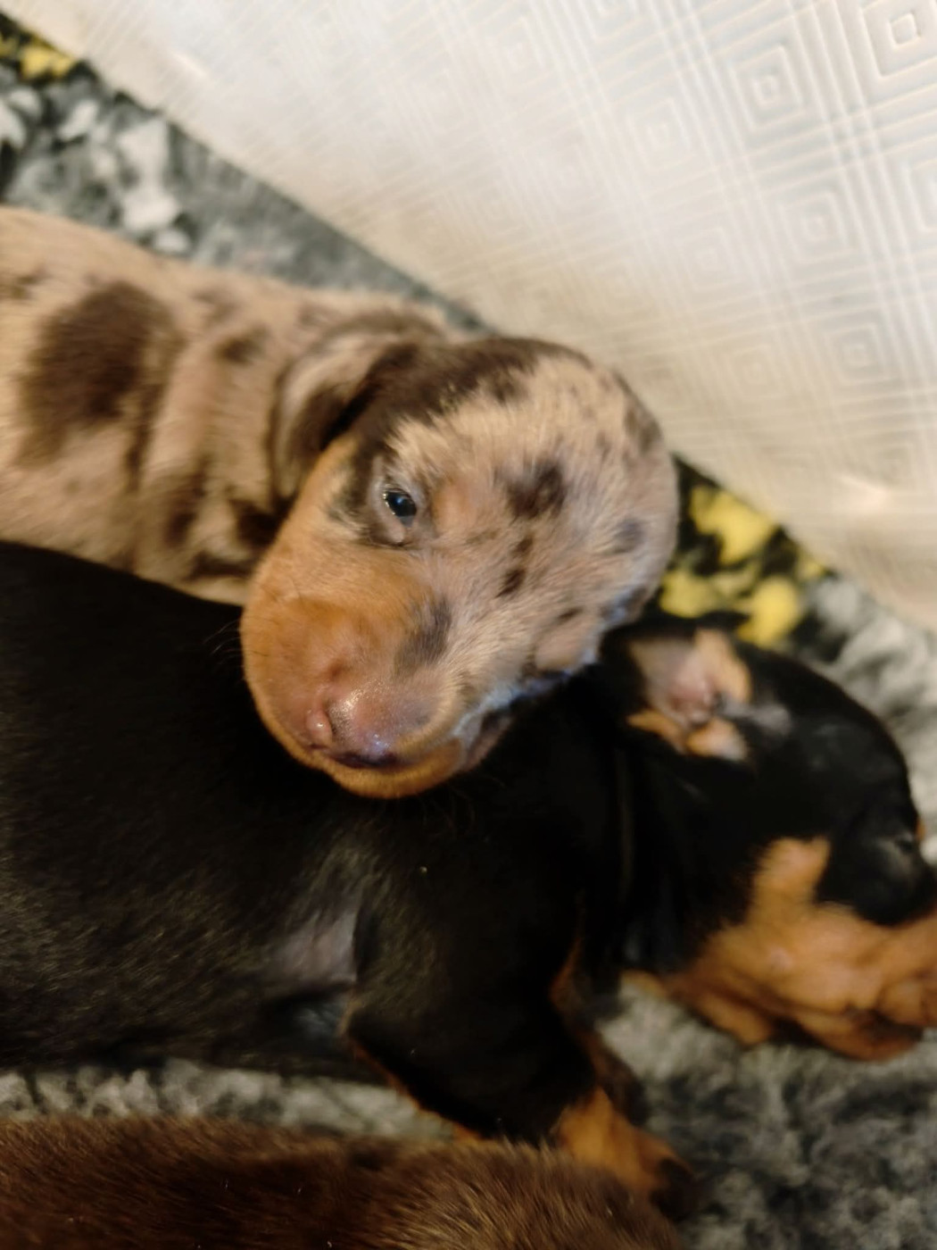 D'Hashohestia - Chiots disponibles - Teckel poil ras