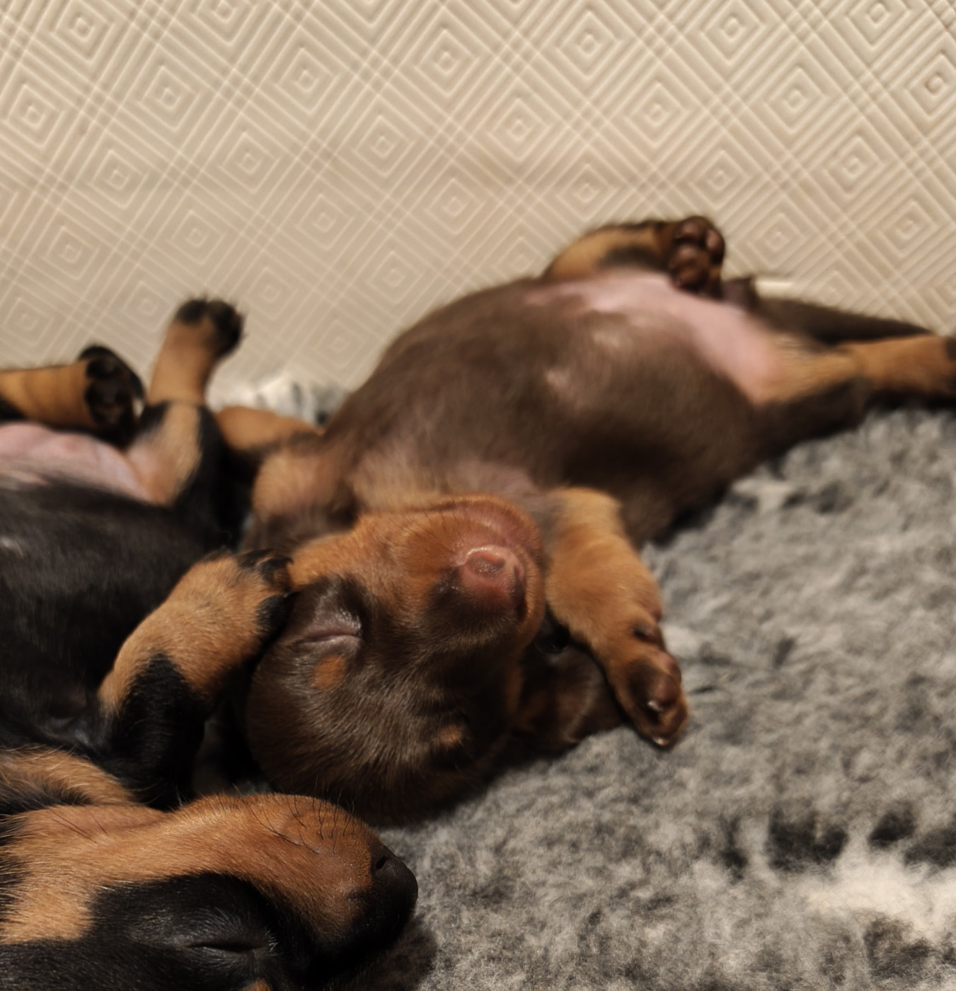 D'Hashohestia - Chiots disponibles - Teckel poil ras