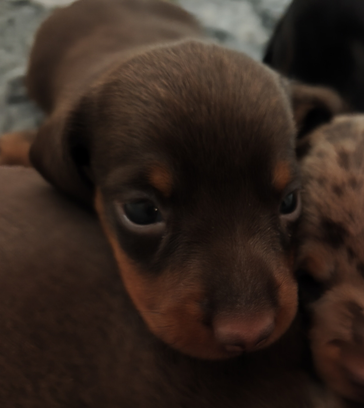 D'Hashohestia - Chiots disponibles - Teckel poil ras